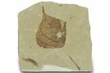 Detailed Fossil Leaf (Populus) - Green River Formation, Utah #323311-1